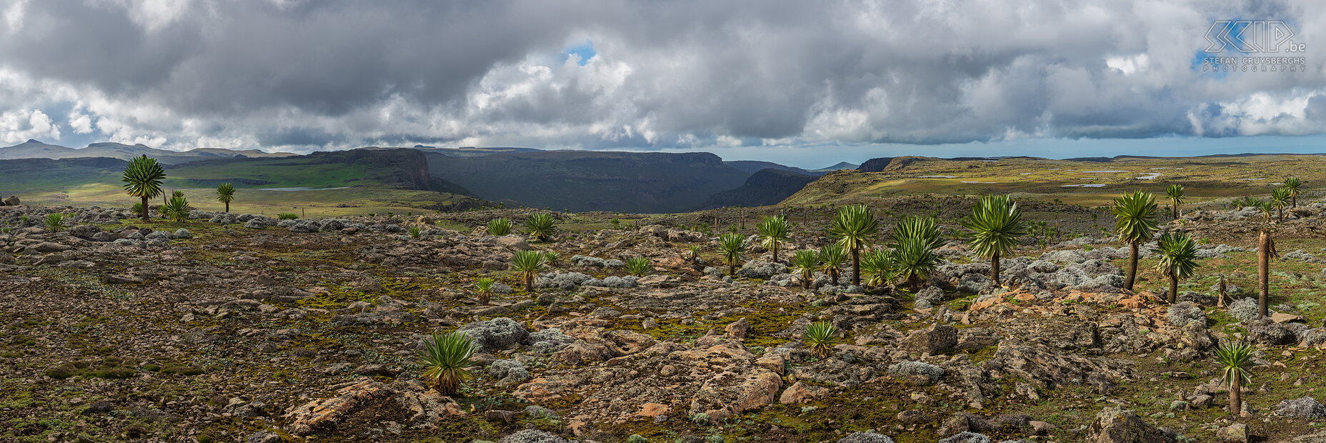 Bale Mountains - Sanetti Plateau The heart of the Bale Mountains is formed by the Sanetti Plateau. The plateau consists of beautiful, wild highlands at an altitude of 3000 to 4000 meters with spectacular African alpine vegetation. Trees and plants have adapted to the special cold and wet climate. Most plants have become smaller, but the impressive giant lobelia (Lobelia rhynchopetalum) can grow up to five meters high. Stefan Cruysberghs